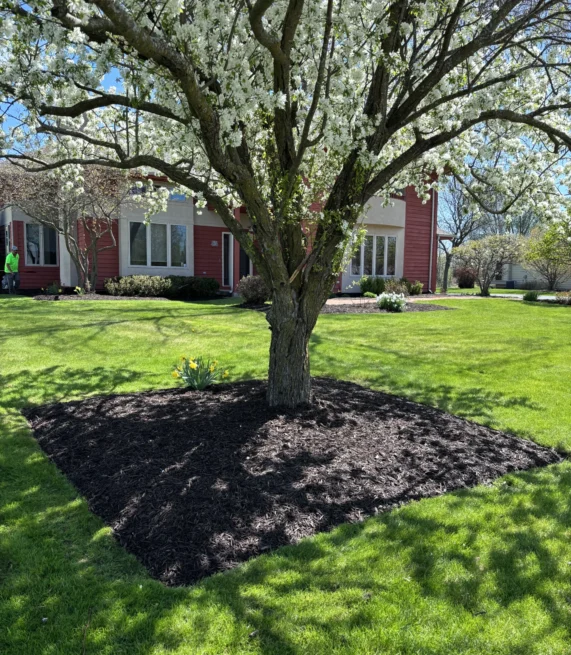 Spring time mulch service under a white blooming tree under a sunny sky.