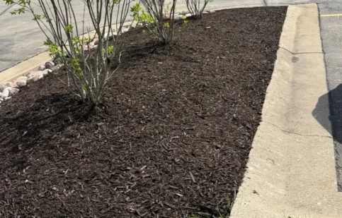 Side profile of two bushes with little leave and mulch that needs to be replace in front of a car dealership.