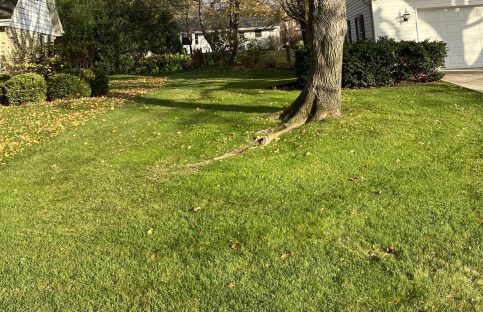 {{brizy_dc_image_alt imageSrc=