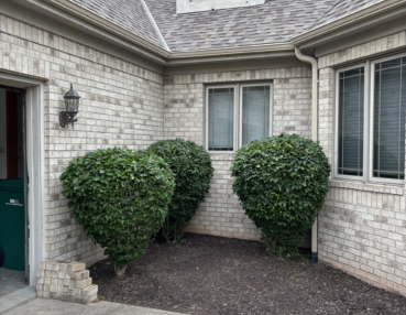 Three vibrant green bushes on the side of a home, after trimming services.