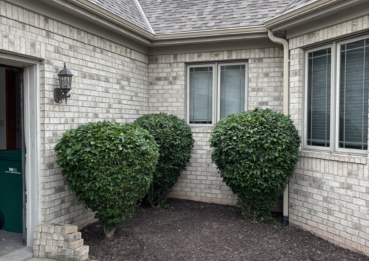 Three vibrant green bushes on the side of a home, after trimming services.