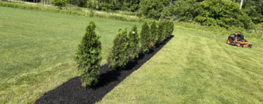 Fully planted line of arborvitae shrubs with a fresh mulch installation in the middle of a sprawling lawn.
