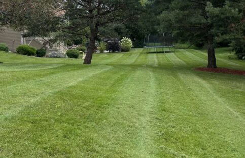 Striped backyard lawn framed by pine trees under an overcast sky, featuring a trampoline off-center.