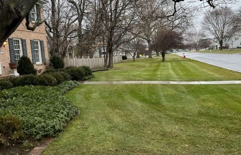 boulevard-lawn-maintenance Wide boulevard strip neatly mowed and edged as part of comprehensive lawn care service.