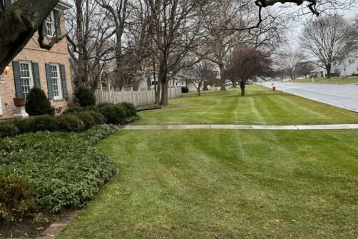 Wide boulevard strip neatly mowed and edged as part of comprehensive lawn care service.