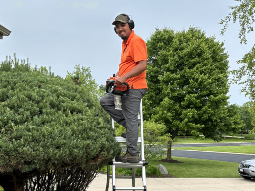 Owner of A&M Lawncare and Services, Angel, trimming a large bush on a ladder with a smile.