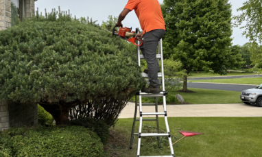 bush-trim-during-work A&M Lawncare and Services owner trimming a large bush on a ladder.