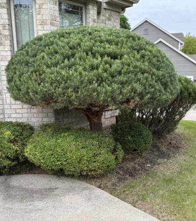 bush-trimming-after Picture of a large bush well trimmed in front of a soft gray brick home.