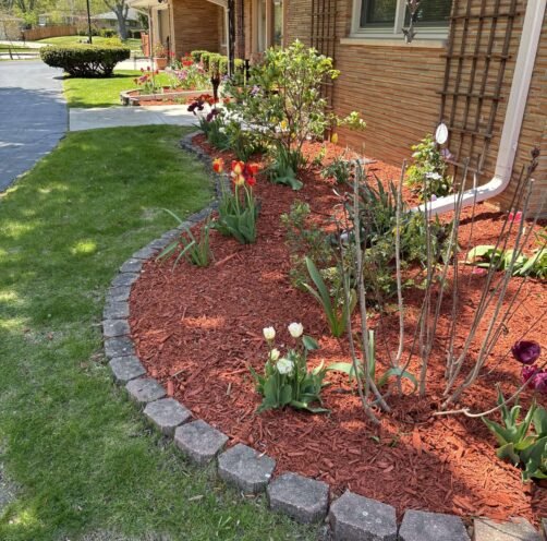 front-yard-new-red-mulch A front garden with newly installed red bark mulch.